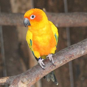Sun conure