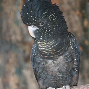 Red-tailed black cockatoo