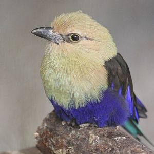 Blue-bellied roller