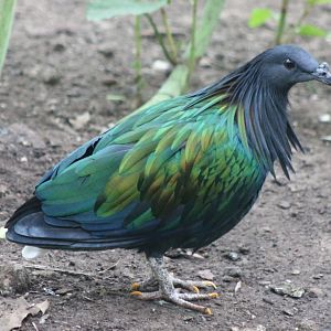 Nicobar pigeon