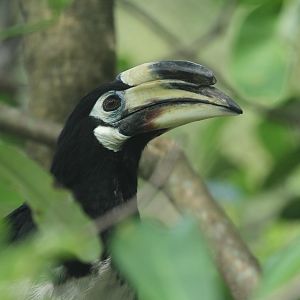 Oriental Pied Hornbill
