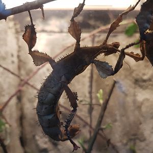 Giant prickly stick insect