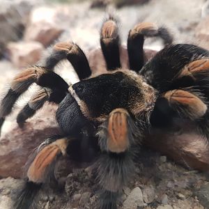 Mexican red-kneed tarantula