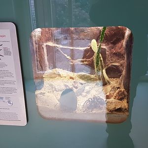 Enclosure Mexican red-kneed tarantula