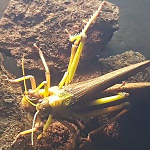 Violet-winged grasshoppers - Tropidacris collaris