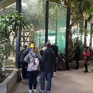 Gorilla-indoor-enclosure