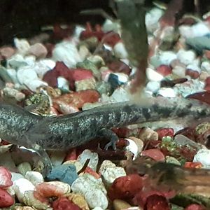 Young Fire salamander