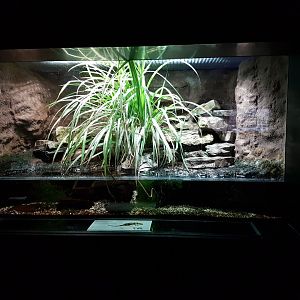 Enclosure Fire salamander