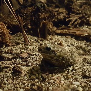 European spadefoot