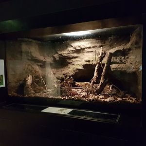 Enclosure European spadefoot