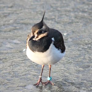 European lapwing