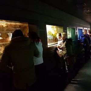 Enclosures amphibians