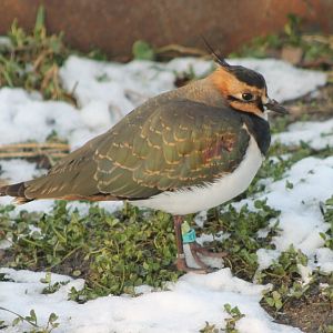 European lapwing
