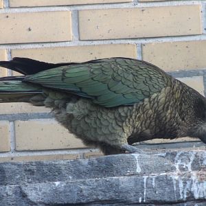 Kea