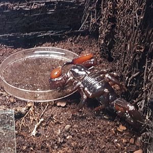 Red-clawed scorpion - Pandinus cavimanus