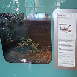 Enclosure Red-clawed scorpion