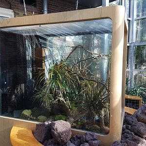 Enclosure Nephila inaurata