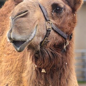 Feb. 2017 - African Savannah - Dromedary Camel