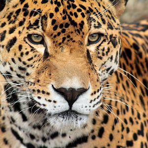 Feb. 2018 - South America - Jaguar