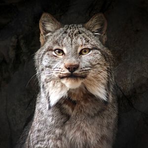 Feb. 2018 - Cats Of The Americas - Canada Lynx