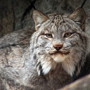 Feb. 2018 - Cats Of The Americas - Canada Lynx