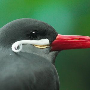 Feb. 2018 - Islands - Islands Pavilion - Inca Tern