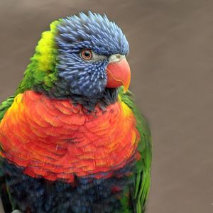 Feb. 2018 - Australia - Rainbow Lorikeet
