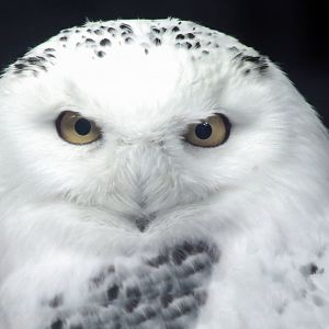 Feb. 2018 - Glacier Run - Snowy Owl