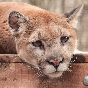 Feb. 2018 - Cats Of The Americas - Becca, The Puma