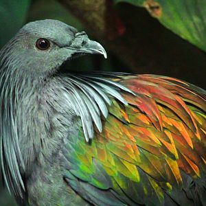 Feb. 2018 - Islands - Islands Pavilion - Nicobar Pigeon