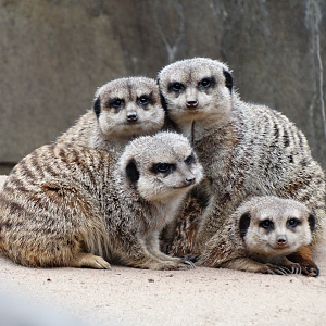 Feb. 2018 - African Savannah - Meerkats