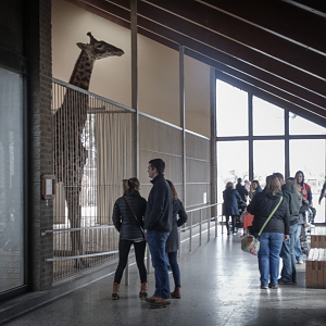 Feb. 2018 - African Savannah - Giraffe House