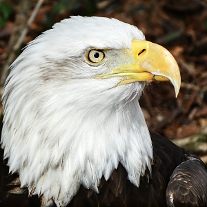 Feb. 2018 - Cats of the Americas - Bald Eagle