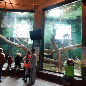 Feb. 2018 - Gorilla Forest - Gorilla Sanctuary - First Indoor Exhibit