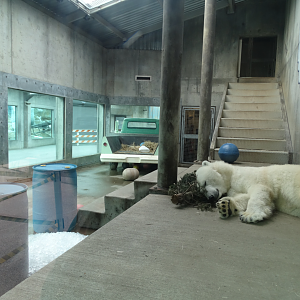 Feb. 2018 - Glacier Run - Rotational Bear Exhibit