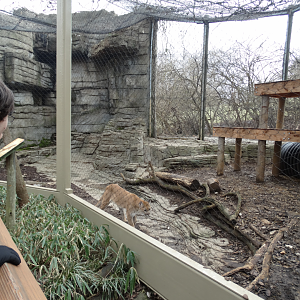 Feb. 2018 - Cats of the America - Puma Exhibit