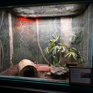 Feb. 2018 - MetaZoo Education Center - Argentine Black-and-White Tegu Exhibit