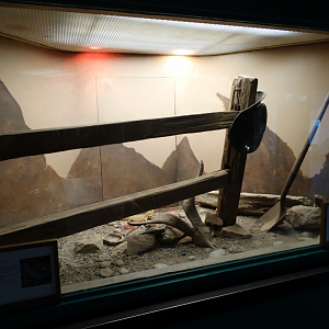 Feb. 2018 - MetaZoo Education Center - Blue Tonged Skink + Bearded Dragon Exhibit