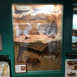 Feb. 2018 - MetaZoo Education Center - Black-footed Ferret Exhibit