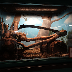 Feb. 2018 - MetaZoo Education Center - Virginia Opossum Exhibit