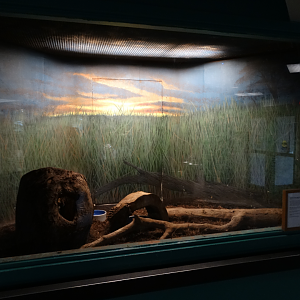 Feb. 2018 - MetaZoo Education Center - Three-banded Armadillo Exhibit