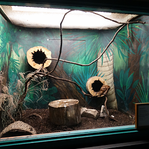 Feb. 2018 - MetaZoo Education Center - Eastern Screech Owl Exhibit