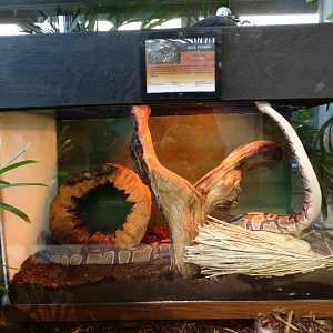 Feb. 2018 - MetaZoo Education Center - Ball Python Exhibit