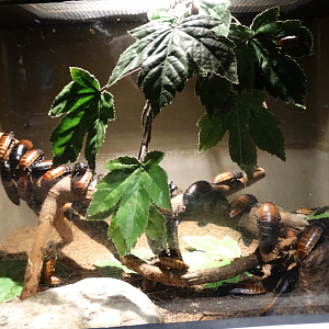 Feb. 2018 - HerpAquarium - Hissing Cockroach Exhibit