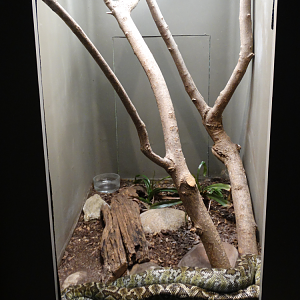 Feb. 2018 - HerpAquarium - Madagascar Tree Boa Exhibit