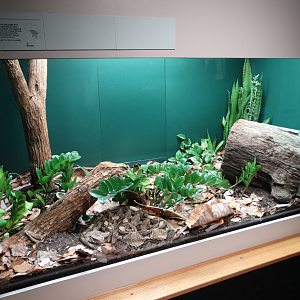 Feb. 2018 - HerpAquarium - Gaboon Viper Exhibit