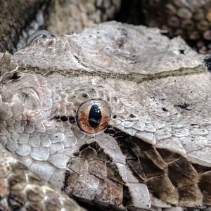 Feb. 2018 - HerpAquarium - Gaboon Viper