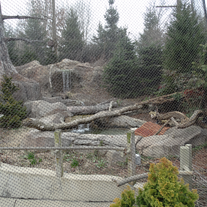 Feb. 2018 - Glacier Run - Waterfowl Exhibit in the Steller's Sea Eagle Aviary (3 Species)