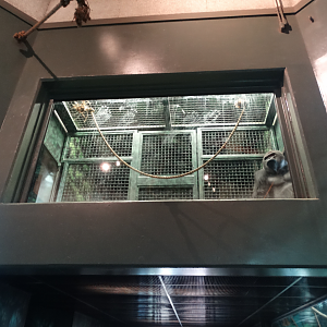 Feb. 2017 - Gorilla Forest - Gorilla Sanctuary - Transfer Area