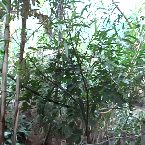 Video - Islands - Islands Pavilion - Forest Bird Trail Exhibit